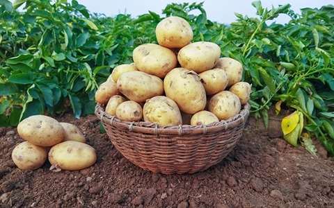 تصویر 2 از قیمت سیب زمینی شیرین با کیفیت ارزان + خرید عمده